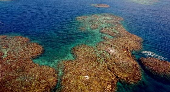 Egyre súlyosabb a helyzet a Nagy-korallzátonyon