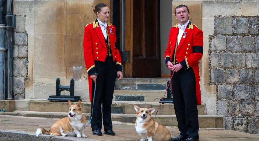 Felkerült az internetre a fotó: ilyen körülmények között élnek most II. Erzsébet királynő kutyái