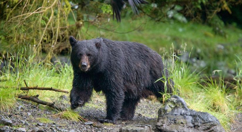 Hátborzongató videó: szikla gerincén támadt a medve egy mászóra, aki puszta kézzel lökte le a bocsát védelmező állatot a hegyről