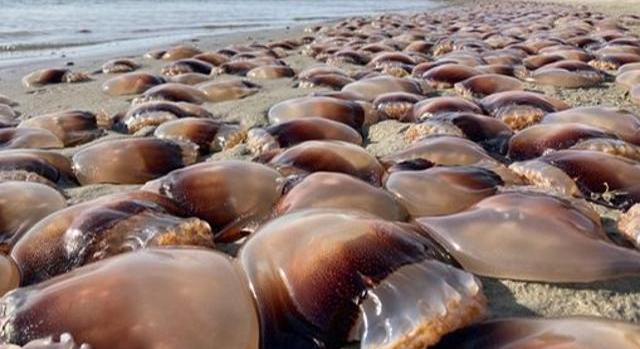 A teljes partot elárasztották az ágyúgolyószerű tengeri lények
