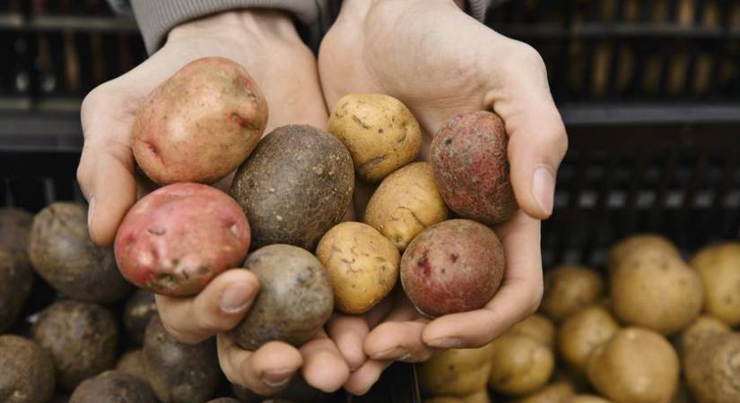 Így használd a krumplifajtákat – Nem mindegy, hogy sütni vagy salátába való