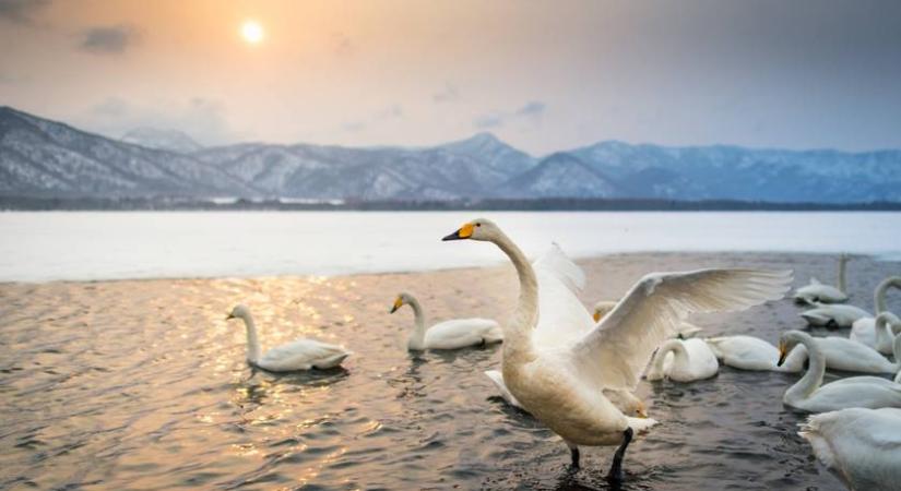 Lélegzetelállító tó, ahol évente több száz hattyú telel: varázslatos képeket mutatunk