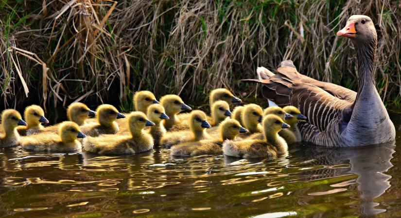 Háziasítottuk, de lélekben vad maradt: a libák sorsa Magyarországon