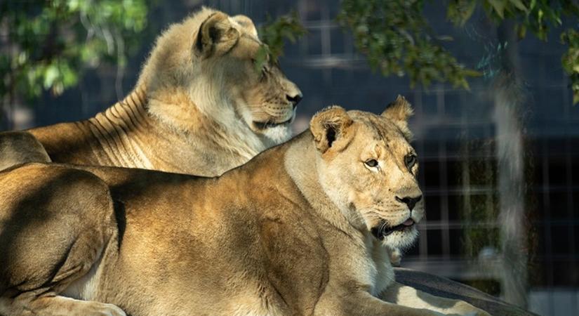 Párja halála után növesztett a hímekre jellemző sörényt a 18 éves nőstény oroszlán