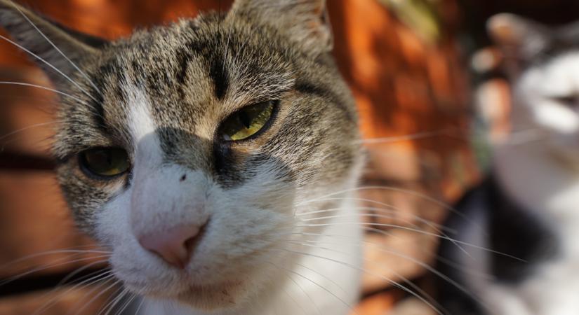 „Tízből hét bekerülő macskában van légpuskalövedék” – állatotthonban jártunk