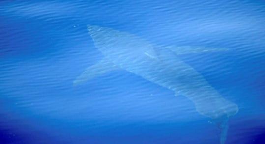 Fiatal fehér cápa harapott meg egy strandoló nőt Kaliforniában