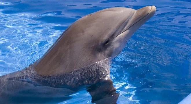 Szokatlan helyen tűnt fel egy több mint hetven delfinből álló csoport