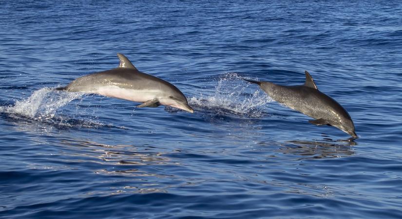 Egyszerűen kidobta a delfinjeit egy orosz delfinárium