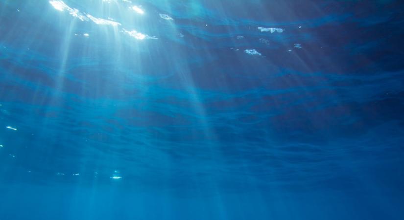 Döbbenetes külsejű lényeket hoztak felszínre az óceánból a kutatók: mintha nem is ebből a világból származnának - Fotók