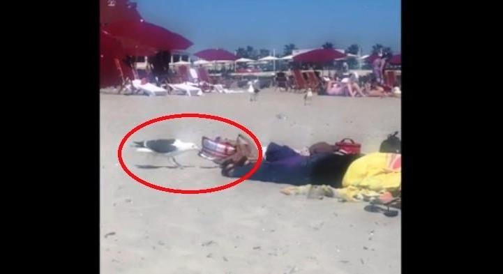 Ellopta a sirály egy alvó nő chipsét egy amerikai strandon - videó