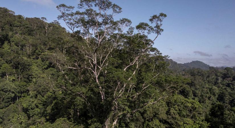 Az amazóniai esőerdők csaknem egyötöde elpusztult
