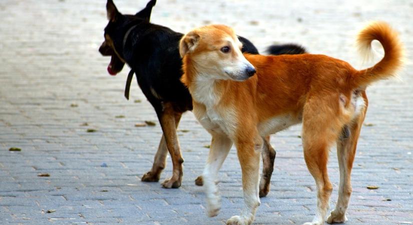 Milliók mennek el kutyaharapások miatti kártérítésekre