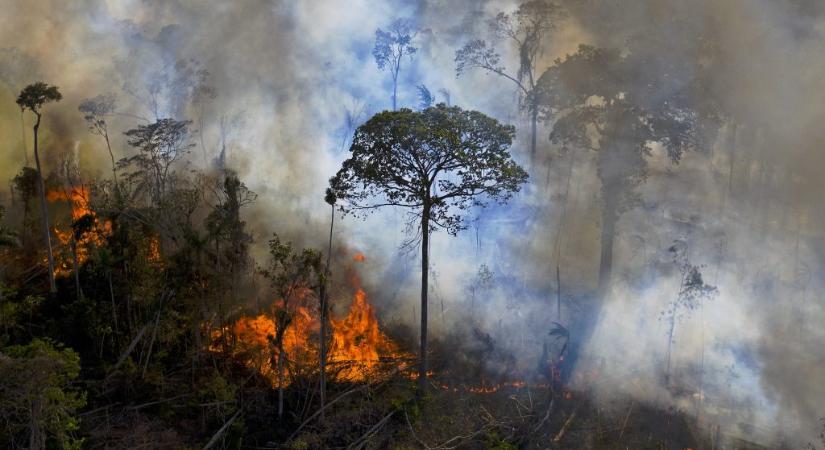 WWF: az amazóniai esőerdők közel egyötöde elpusztult