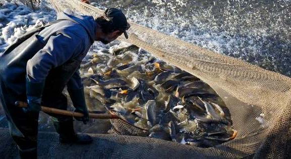 Súlyos a helyzet – aszály, vízhiány, magas árak sújtják a halászatot