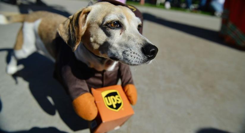 Cukiságcunami: a postásokkal pózoló kutyáktól neked is jobb kedved lesz