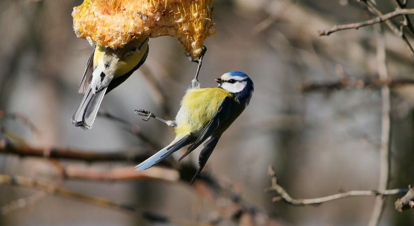 Tudta, hogy nem az élelem miatt etetjük az énekes madarakat?