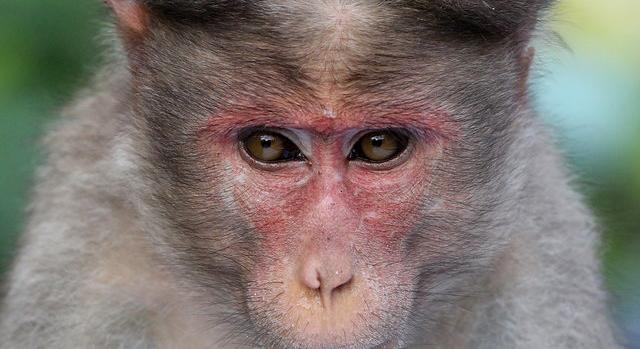„Tudja, mit csinál” - megcsöcsörészte, majd felpofozta Peru szépségkirálynőjét egy majom
