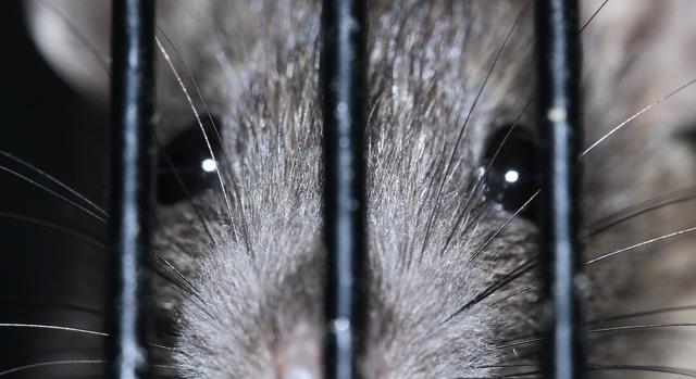 A kutatók szerint a patkányok nem tudnak ellenállni az ütemnek