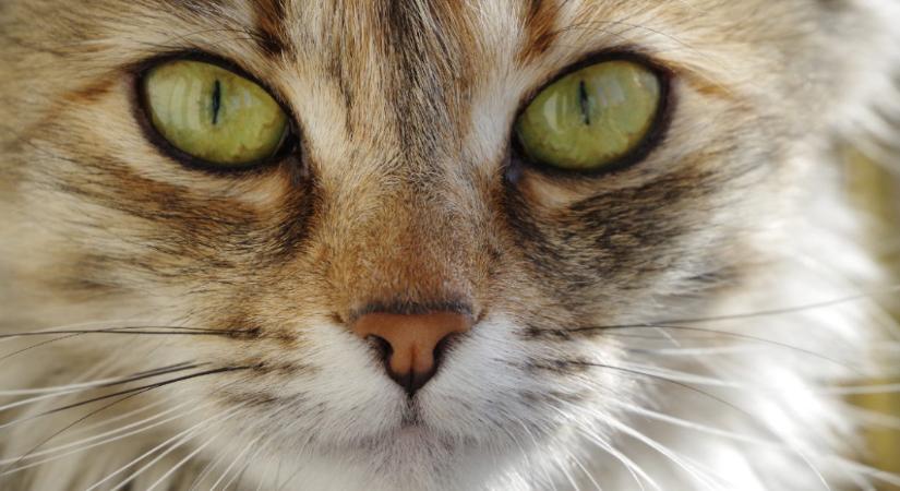 Igaz történetek: Zita és a gyógyító macska