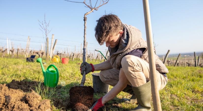 Így ültess gyümölcsfát ősszel: busás termést hoz a profi kertészek trükkje