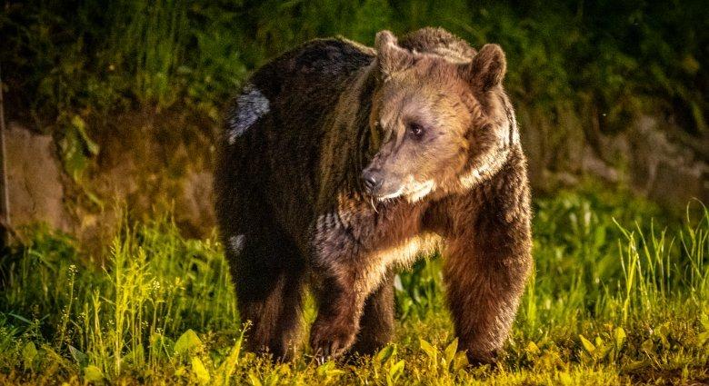 Nem maradt más megoldás: kilövetné a portájára rendszeresen bejáró medvét a szejkefürdői gazda