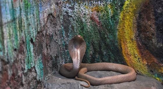 Elpusztult egy kobra, miután megharapta egy gyerek Indiában