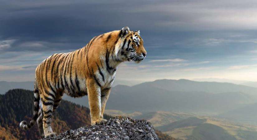 Csak a legintelligensebbek jönnek rá, melyik tigrisnek nincs párja a képen: 140-es IQ alatt senkinek nem jön össze - neked sikerülni fog?