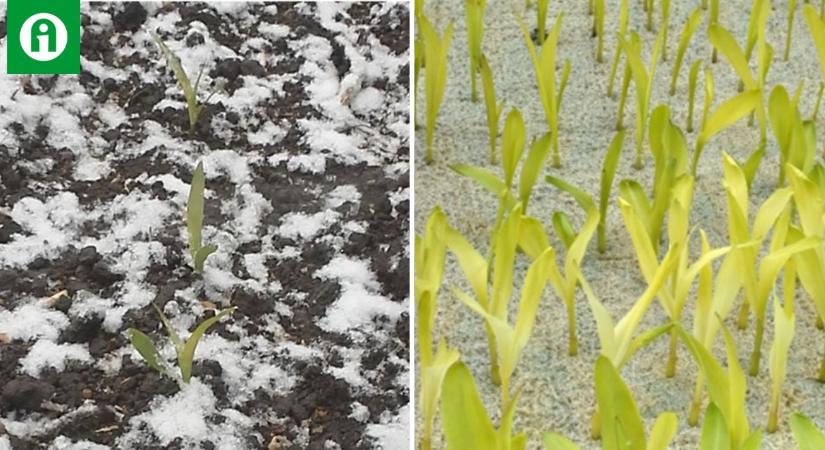 Jó hír a gazdálkodóknak: a kukoricahibridek hideg-ellenállósága tovább javítható