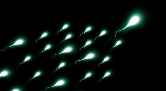 A spermakoncentráció kevesebb mint a felére csökkent az elmúlt negyven évben
