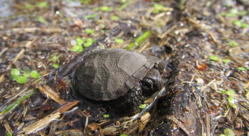 Meglepő adat derült ki a mocsári teknős ragaszkodásáról