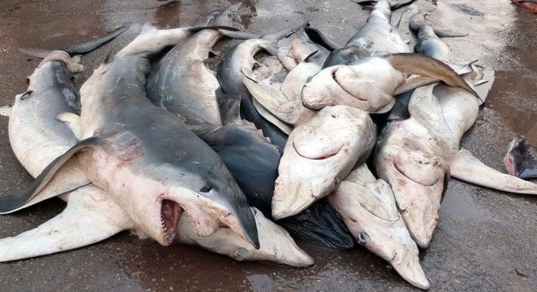 Hatvan cápafajt helyeztek nemzetközi védelem alá