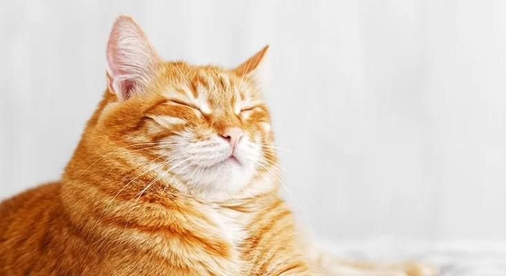 A lassú pislogás a mosolygás jele a macskáknál