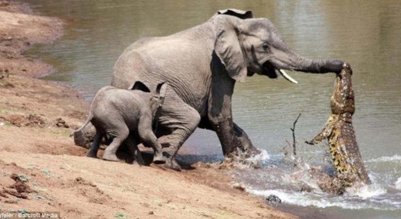 Krokodil támadt az elefántra, brutális módon ért véget a csata - fotók