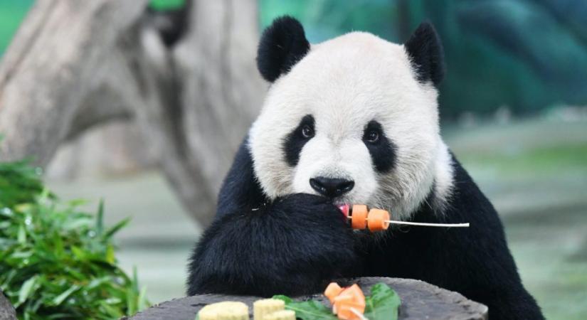 Meghalt Tuan Tuan, a kínai-tajvani barátság pandája