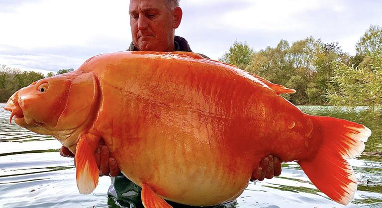 Egy francia horgász kifogta a világ legnagyobb aranyhalát