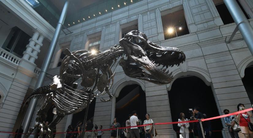 Botrány: 9,5 milliárd forintos T. rex-csontvázat akartak elárverezni, de állítólag a nagy része csak öntvény