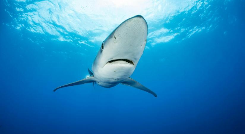 Egy új találmány mentheti meg a cápákat a tonhalászoktól