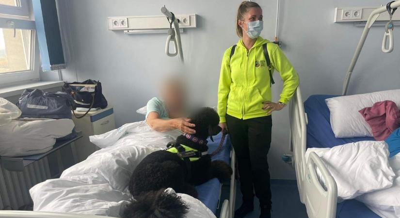 Kórházban gyógyít Nyafi és Mázli - matekórát is tartanak a terápiás kutyák