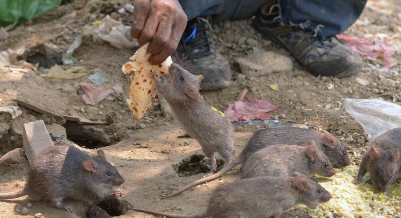 Patkányok ettek meg 200 kiló marihuánát az indiai rendőrség raktárából