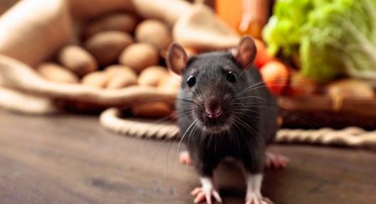 Be kellett volna mutatni a bíróságnak 200 kiló lefoglalt kannabiszt, a rendőrség közölte, hogy sajnos mindet megették a patkányok