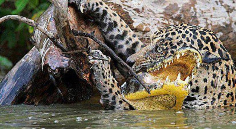 Krokodilra támadt a jaguár, szadista módon végzett vele - videó