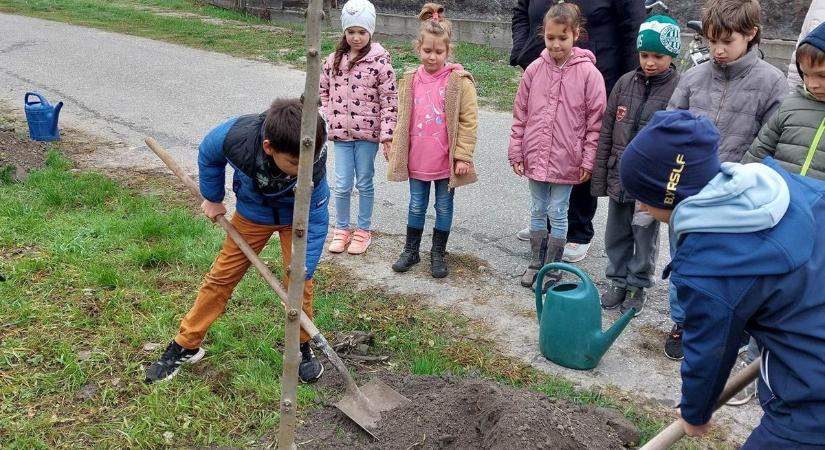 Kisiskolások segítségével telepítettek fákat Ordason