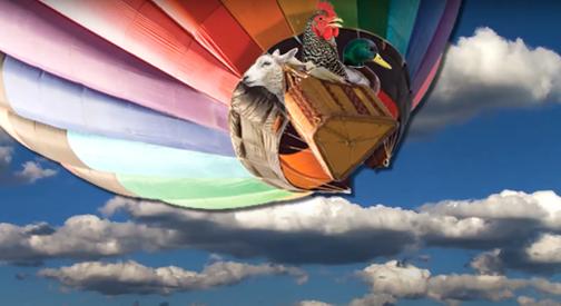 Egy birka, egy kacsa, és egy tyúk önállóan repültek hőlégballonnal, épségben földet értek, bár a birka rálépett a kacsára