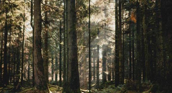 Tánczos Barna: indul Románia legátfogóbb erdőtelepítési kampánya