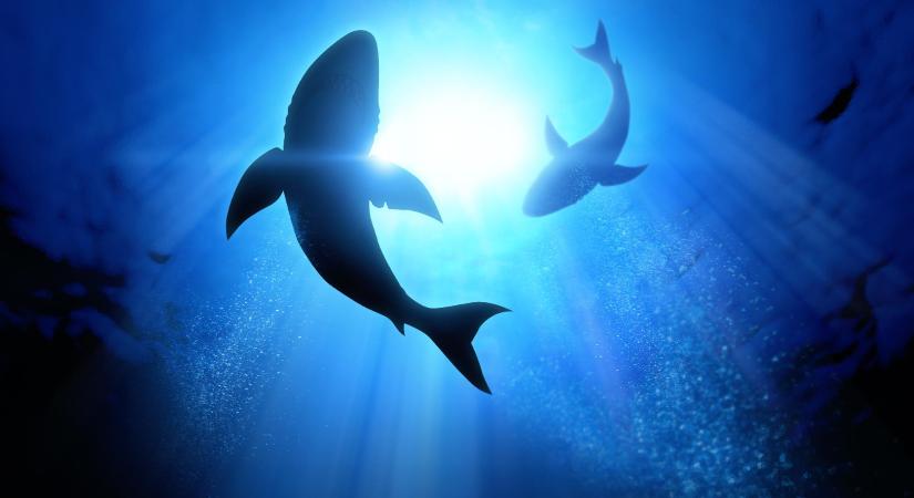 Hatvan cápafaj nemzetközi védelméről döntöttek