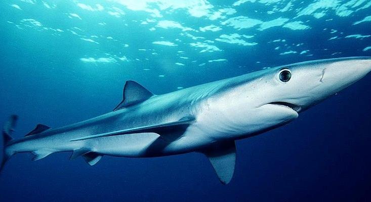 Hatályba lépett a hatvan cápafaj nemzetközi védelméről szóló döntés