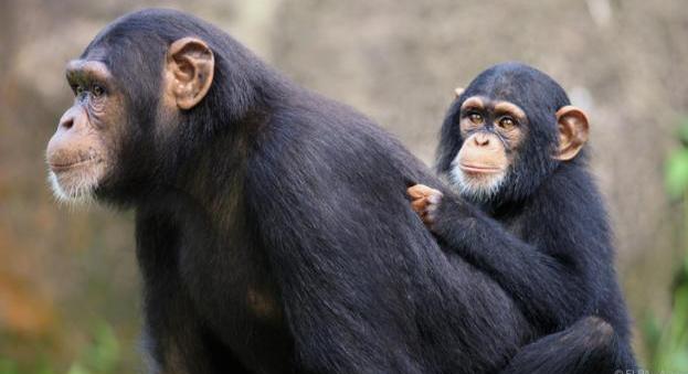 Két nap után láthatta csak újszülöttjét a csimpánzmama - szívszorító videón örökítették meg a találkozást