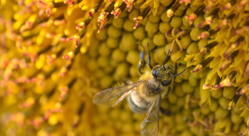 Kárpát-medencei nyári körkép: Gyenge nyári termés, aszály, virágporhiány és nem létező mézpiac