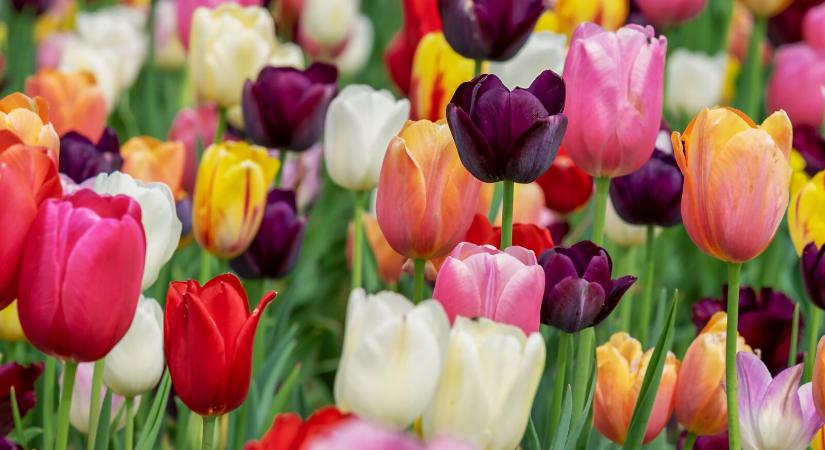 Tulipánünnep és ingyen tulipán