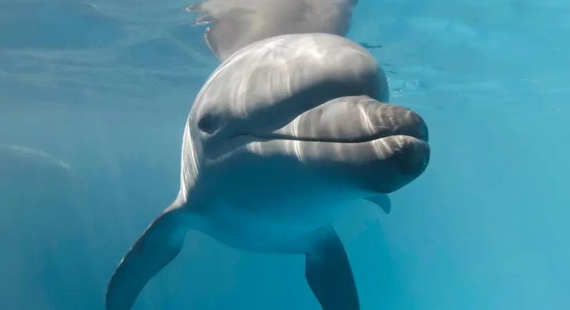 A delfinek is megsínylik az orosz-ukrán háborút